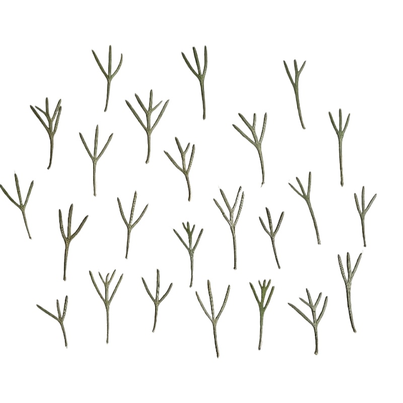 24pcs,Real Pressed Achillea Le - огляд і ціна Dried Flower Bookmark