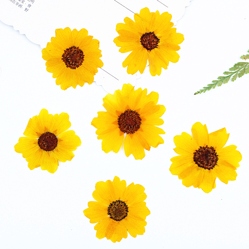 24pcs,Natural Chrysanthemum Re - огляд і ціна Dried Flower Bookmark