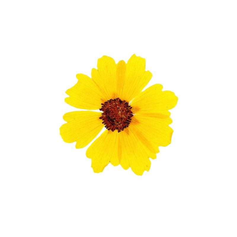 24pcs,Natural Chrysanthemum Re - огляд і ціна Dried Flower Bookmark
