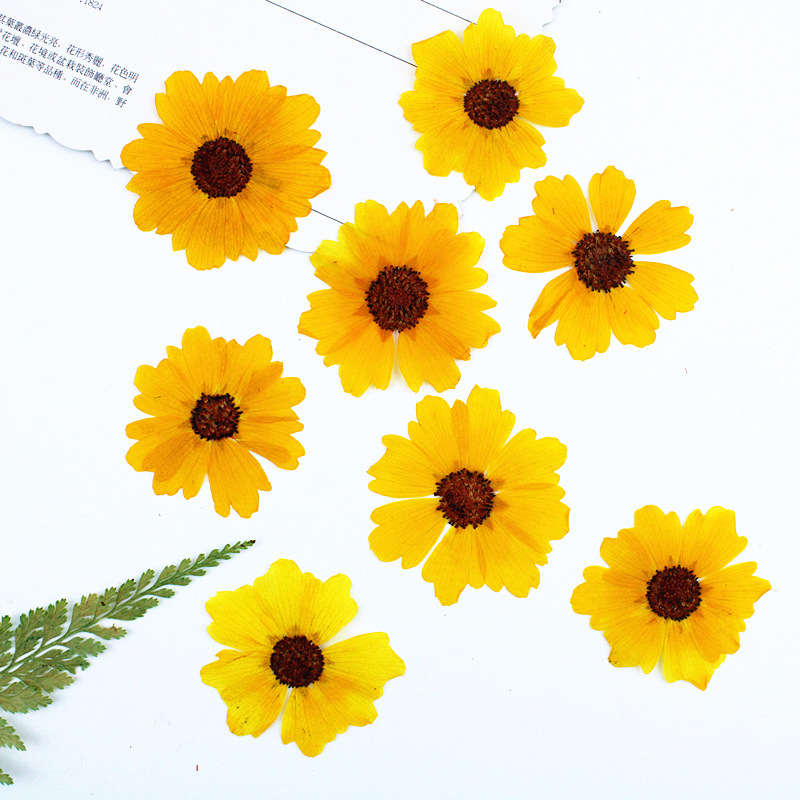 24pcs,Natural Chrysanthemum Re - огляд і ціна Dried Flower Bookmark