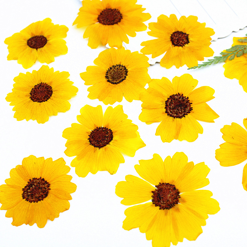 24pcs,Natural Chrysanthemum Re - огляд і ціна Dried Flower Bookmark